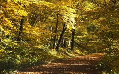 Balade en forêt