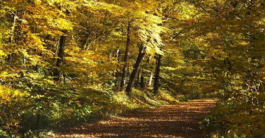 Balade en forêt